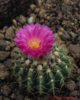 Notocactus cv. buiningii 